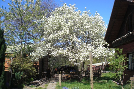 Farmhouse at Antilco, the place for vacations on horseback